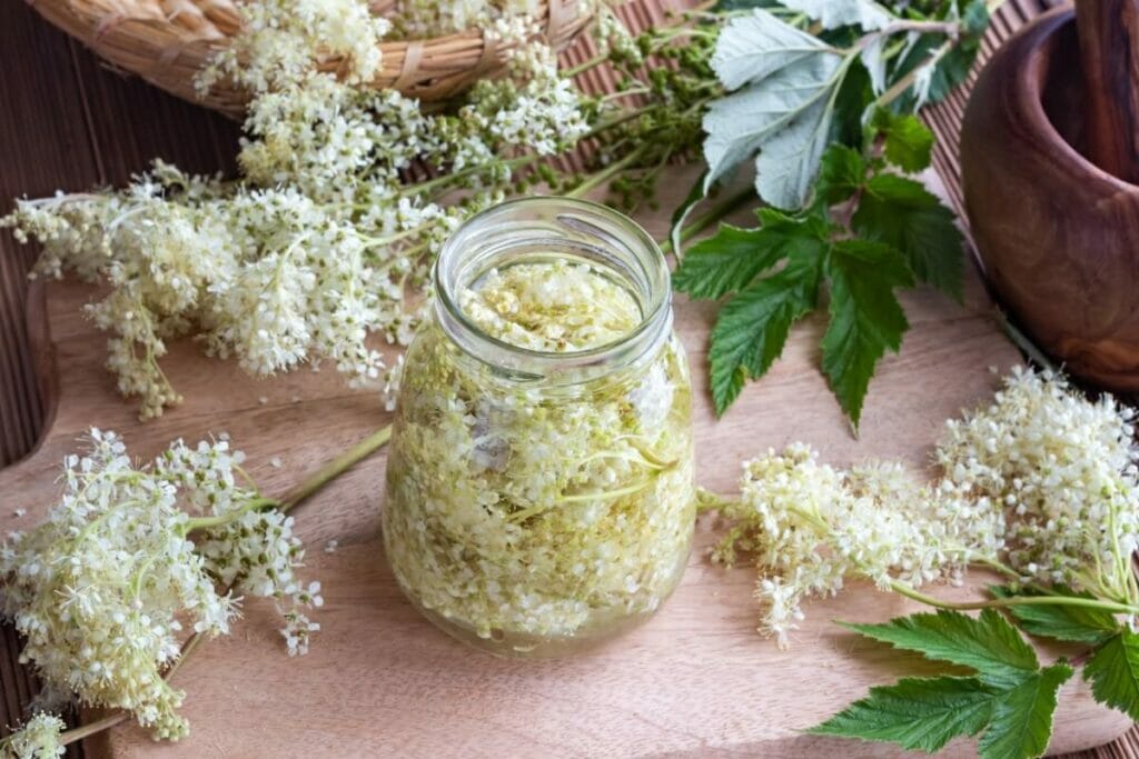Utilisations et bienfaits de la Reine des prés (Filipendula ulmaria)