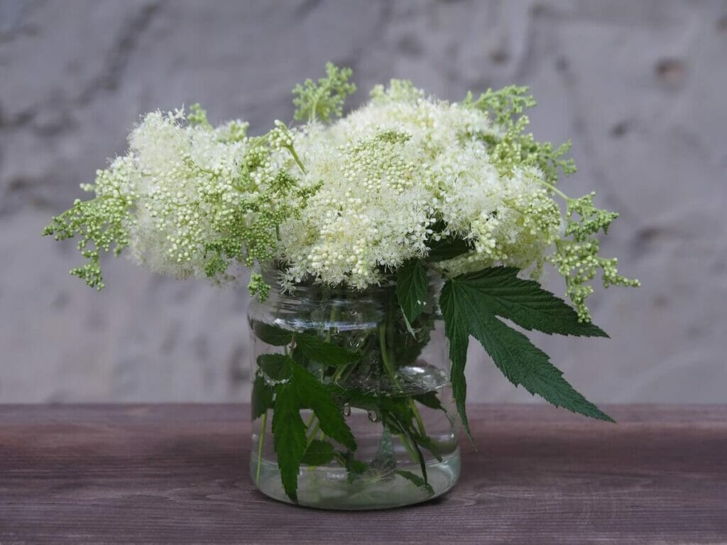Occasions de cadeaux appropriées pour Reine des prés (Filipendula ulmaria)