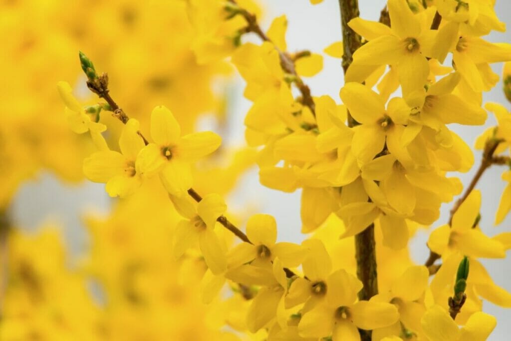 Quelles sont les régions où les fleurs de forsythia sont originaires ?