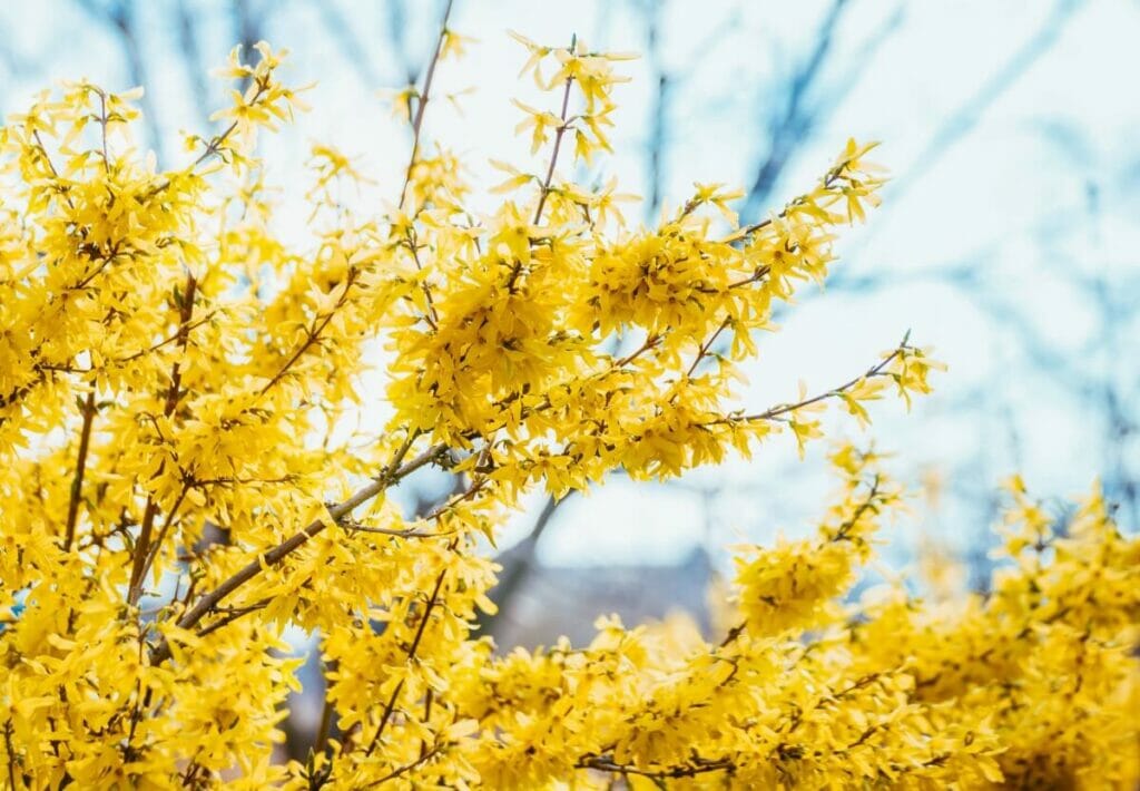 A propos des fleurs de Forsythia