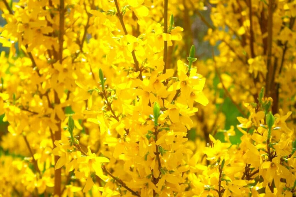 La signification, le symbolisme et l'importance culturelle des fleurs de forsythia