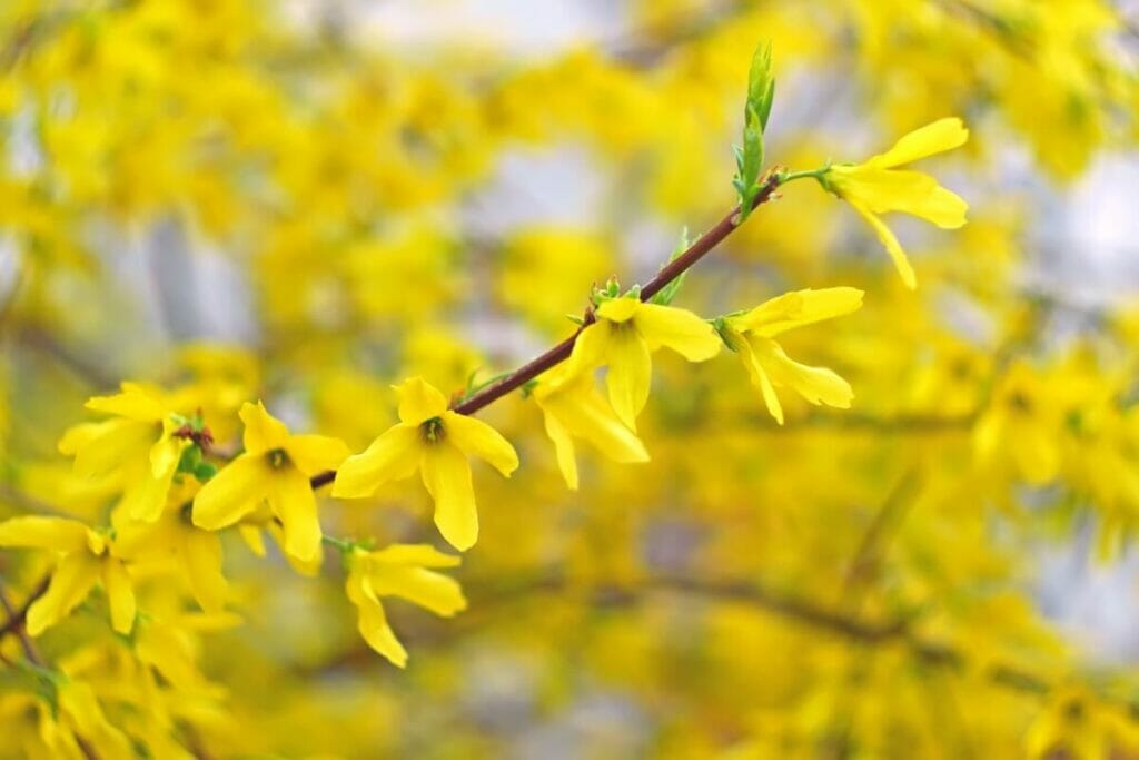 Histoire et origines des fleurs de forsythia