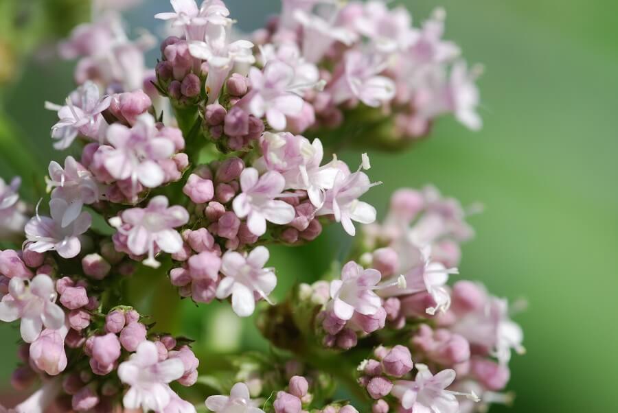 Signification et symbolisme de la fleur de valériane
