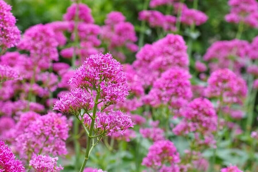 Types, espèces et cultivars populaires de valériane