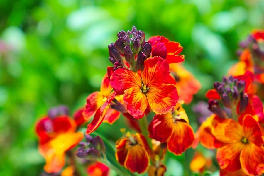 A propos de Wallflowers