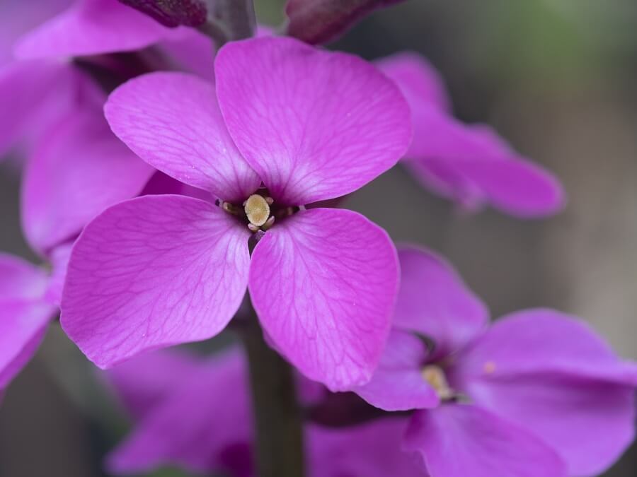 Signification et symbolisme des fleurs de mur