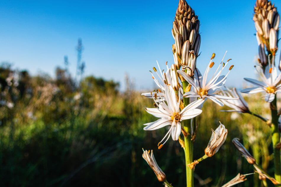 A propos des fleurs d'asphodèle