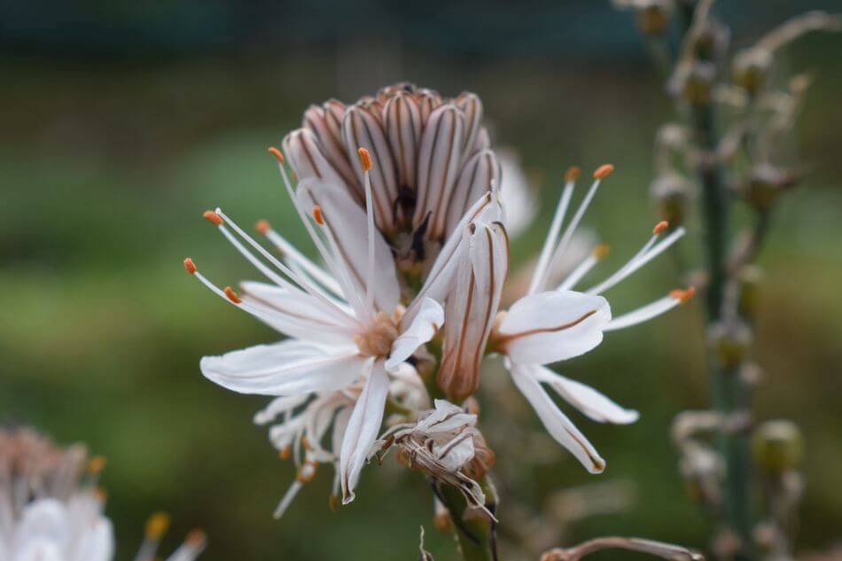 Utilisations et bienfaits des fleurs d'asphodèle