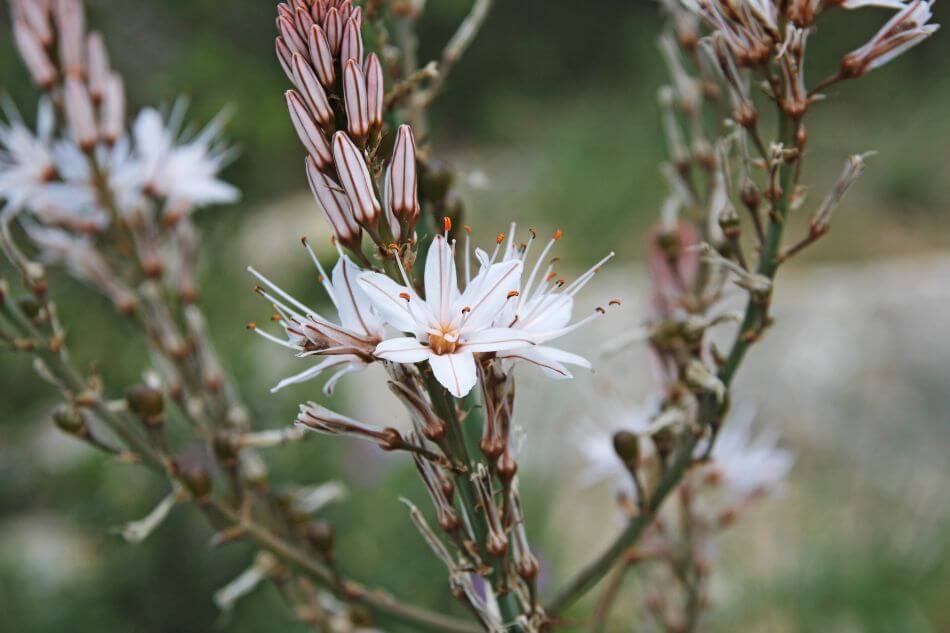 L'importance culturelle des fleurs d'asphodèle
