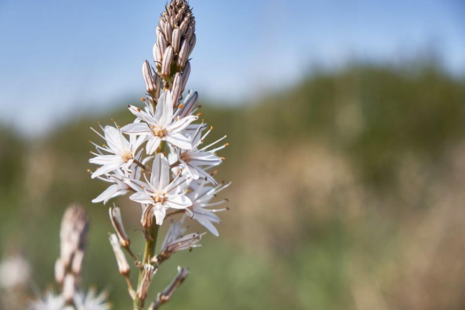 Signification et symbolisme de la fleur d'asphodèle