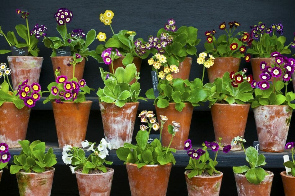 Types, espèces et cultivars d'auricules populaires