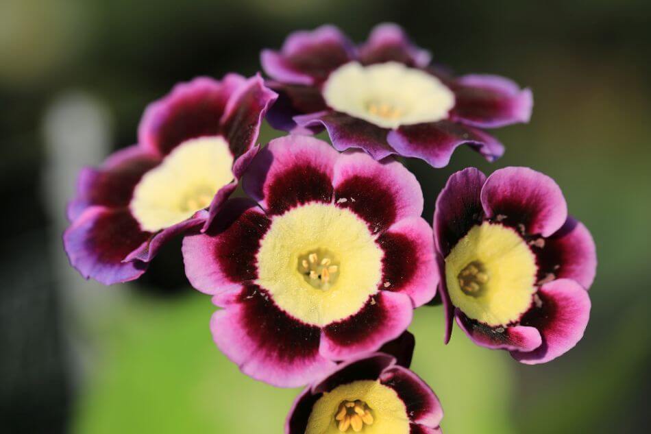 A propos de Auricula Flowers
