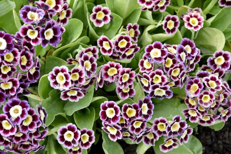 Signification et symbolisme de la fleur Auricula