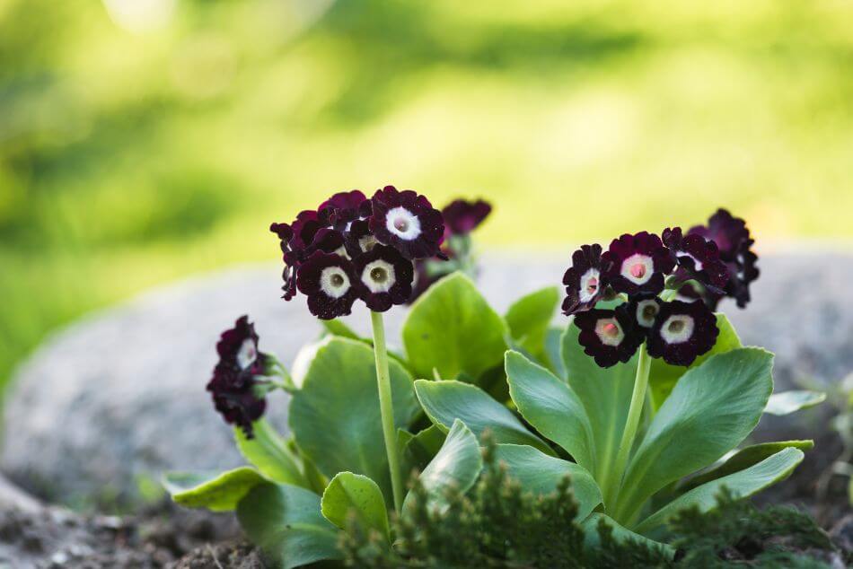 L'importance culturelle des fleurs d'auricules