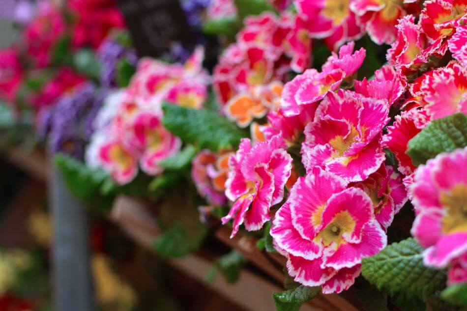 Occasions de cadeaux appropriées pour les fleurs Auricula
