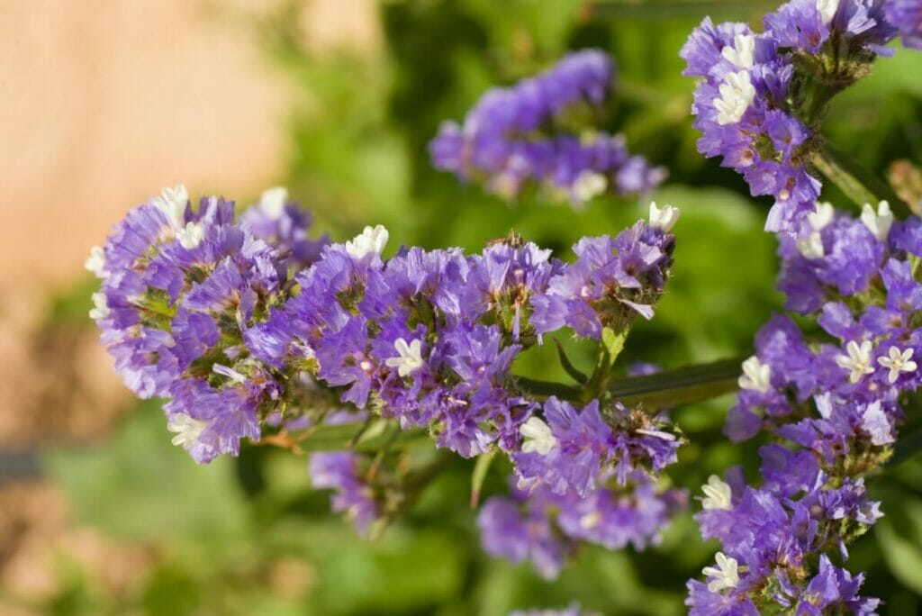 A propos de Statice Flowers