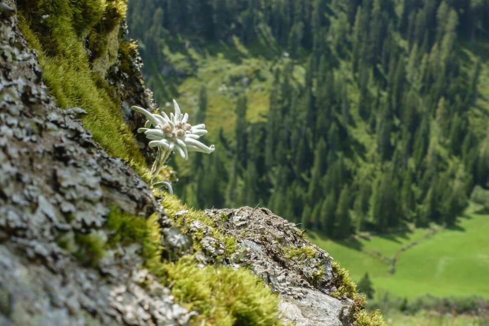 Quelles sont les régions d'origine des fleurs d'Edelweiss ?