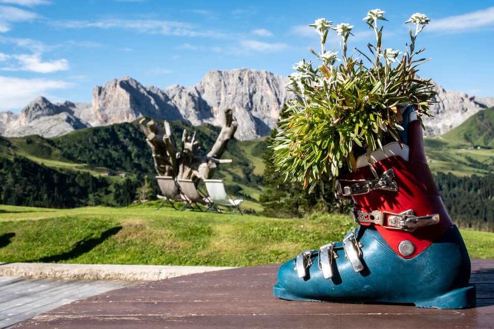 Comment prendre soin des fleurs d'edelweiss fraîchement coupées