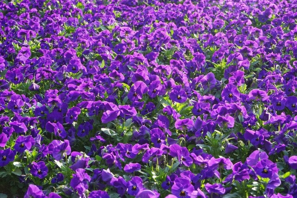 Faits intéressants et anecdotes sur les fleurs de violette