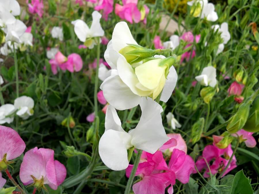 Signification et symbolisme de la fleur de pois de senteur