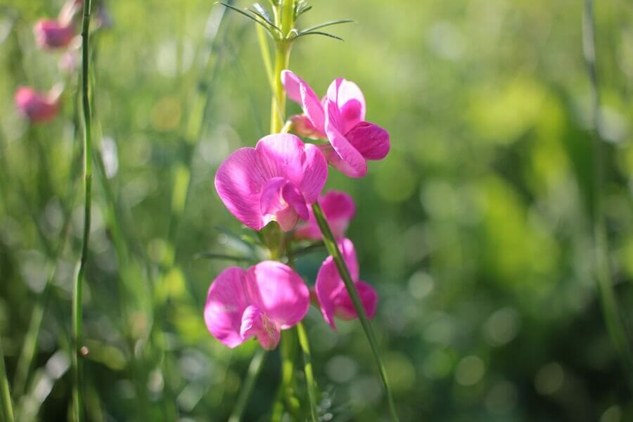 Utilisations et bienfaits des fleurs de pois de senteur