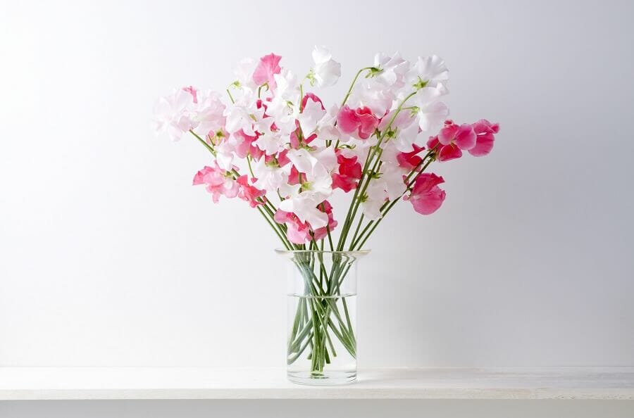 L'importance culturelle des fleurs de pois de senteur