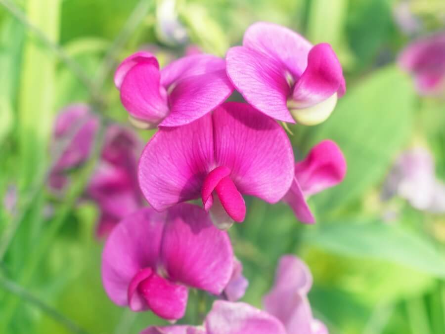 Histoire et origines des fleurs de pois de senteur