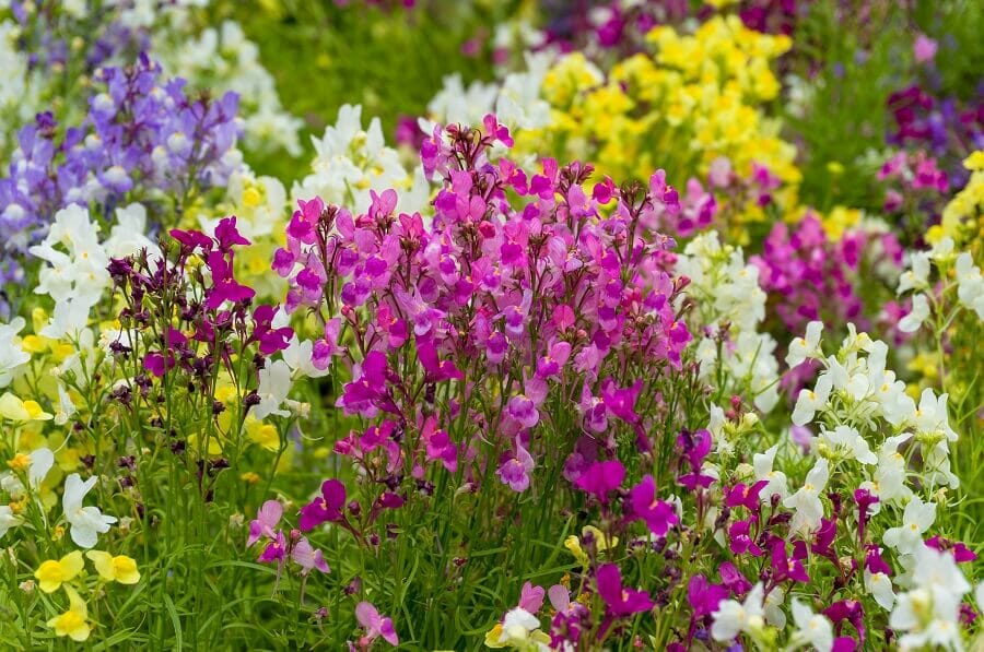 A propos des fleurs de pois de senteur