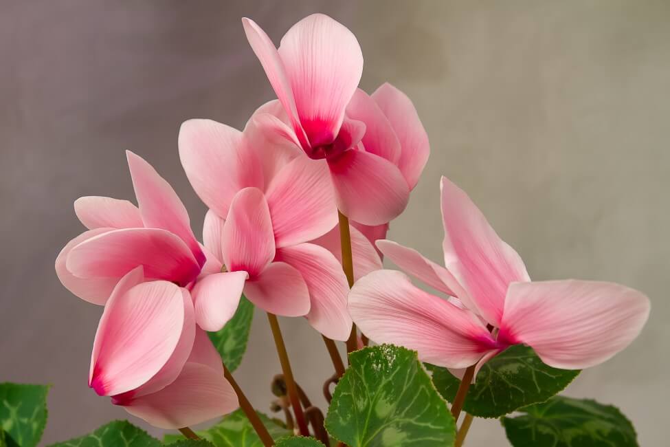 Utilisations et bienfaits des fleurs de cyclamen