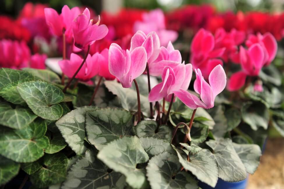 A propos des fleurs de cyclamen