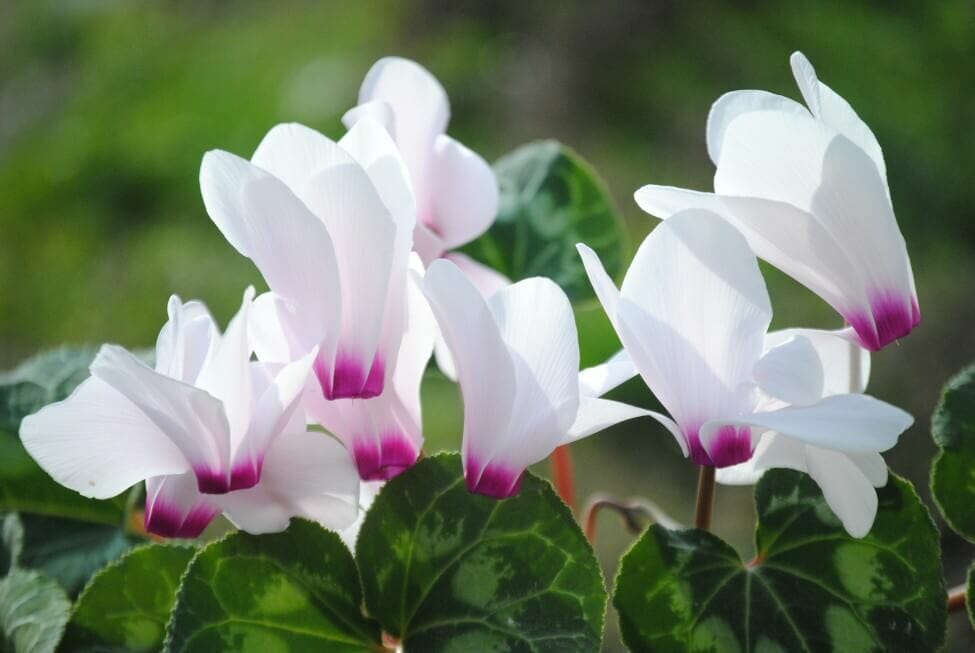 Signification de la floraison du cyclamen blanc