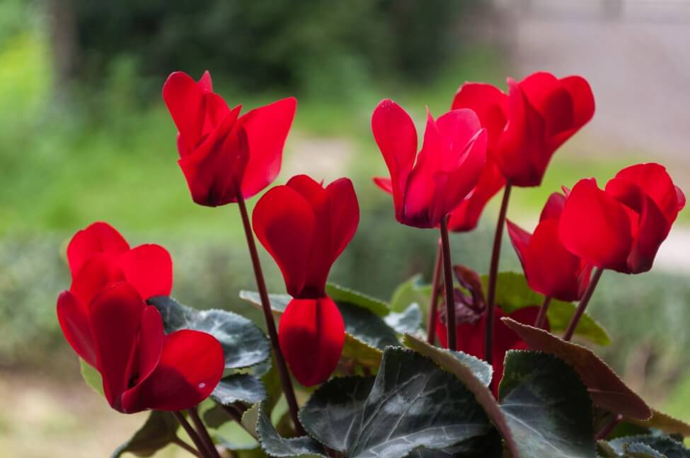 Signification de la floraison du cyclamen rouge