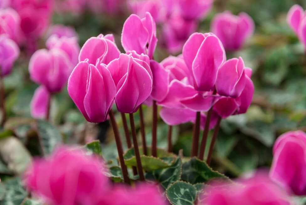Signification de la floraison du cyclamen rose