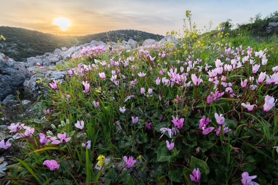 La signification, le symbolisme et l'importance culturelle des fleurs de cyclamen
