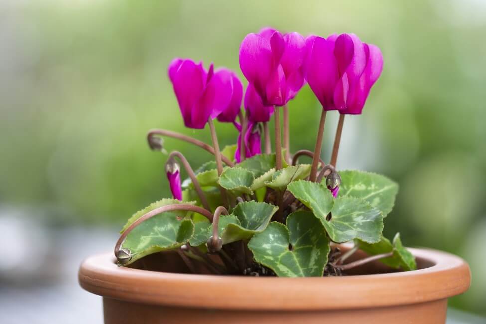 Occasions de cadeaux appropriées pour les fleurs de cyclamen