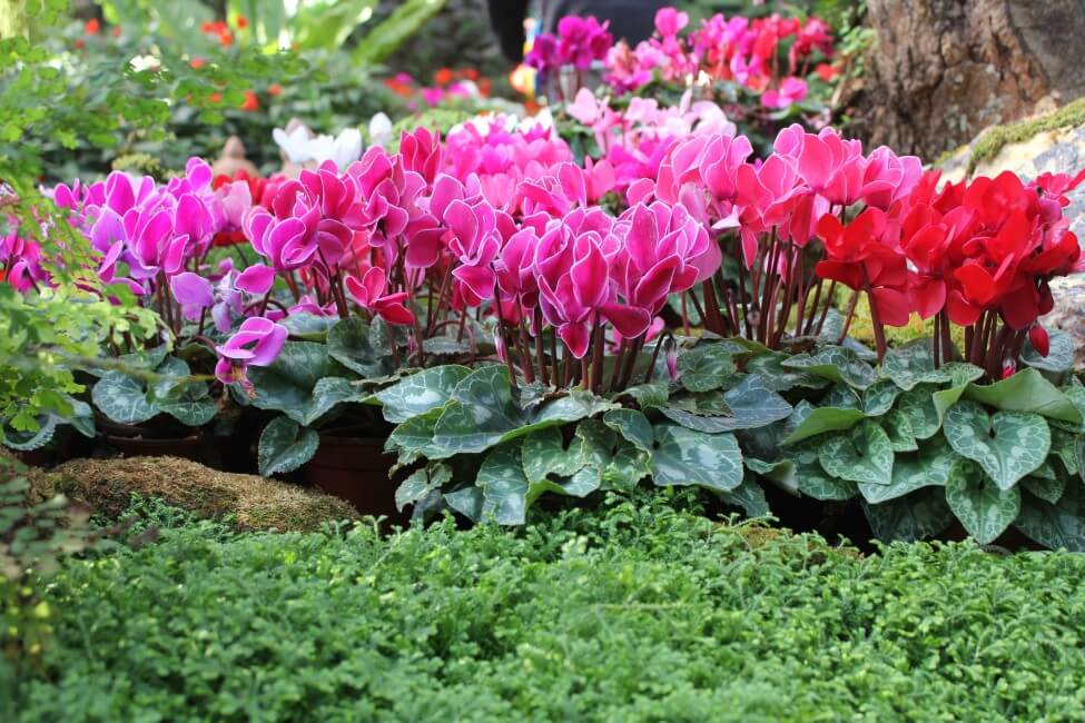 Comment cultiver et prendre soin des fleurs de cyclamen à la maison