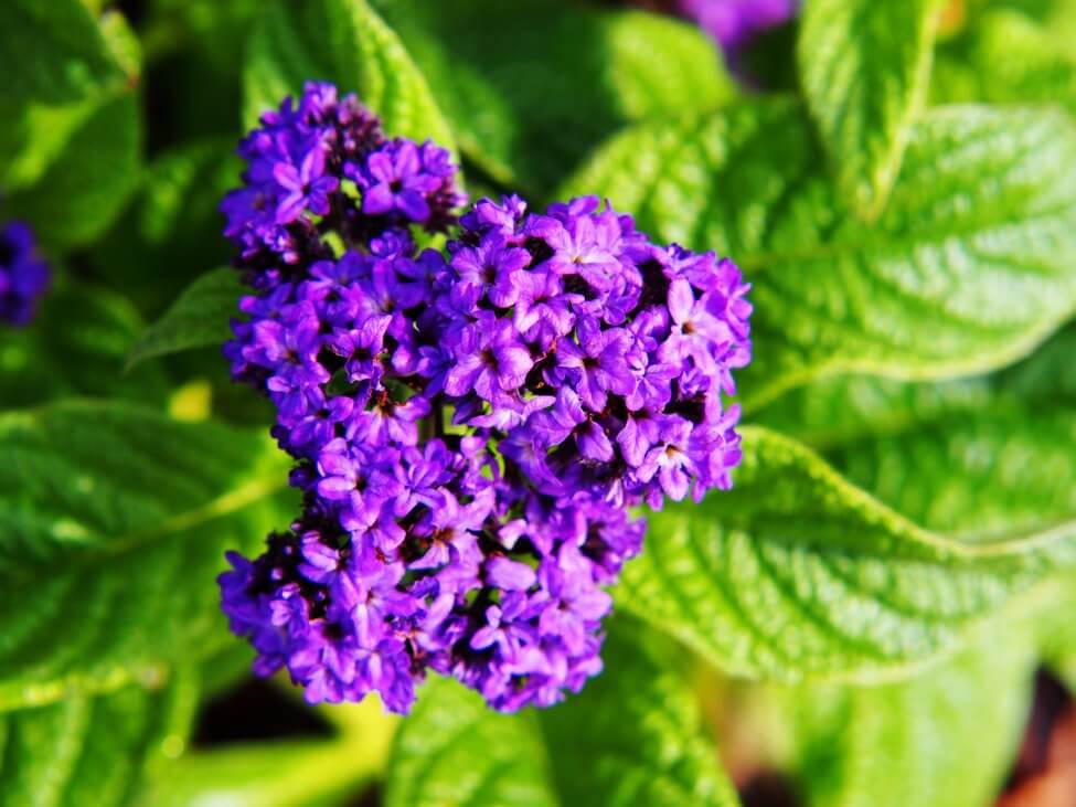 A propos des fleurs d'héliotrope