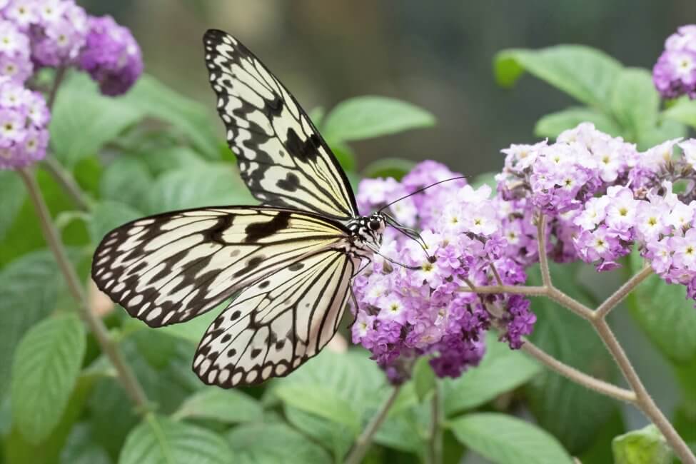 Utilisation et bienfaits des fleurs d'héliotrope