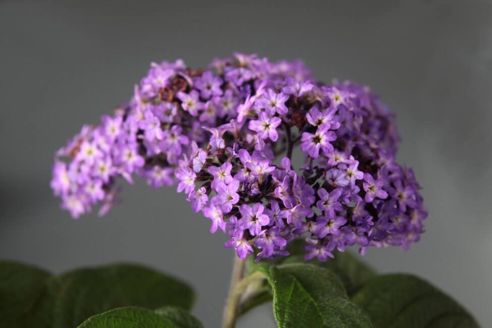 Types, espèces et cultivars de fleurs d'héliotrope populaires