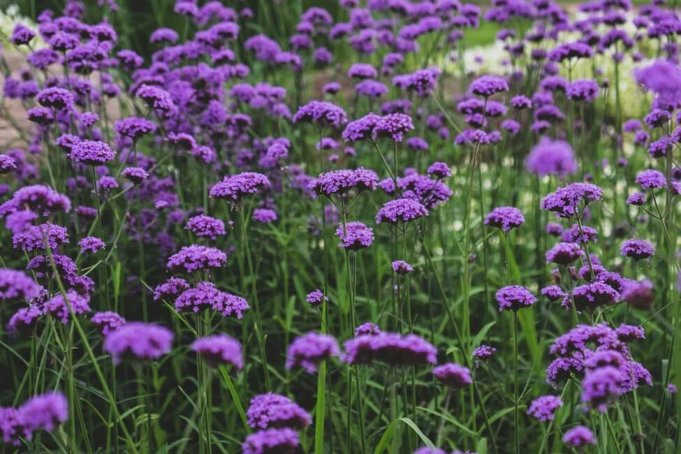 Quelles sont les régions où les fleurs d'héliotrope sont originaires ?