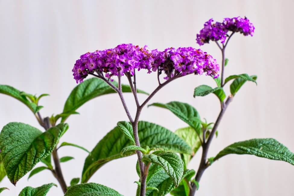 Occasions de cadeaux appropriées pour les fleurs d'héliotrope