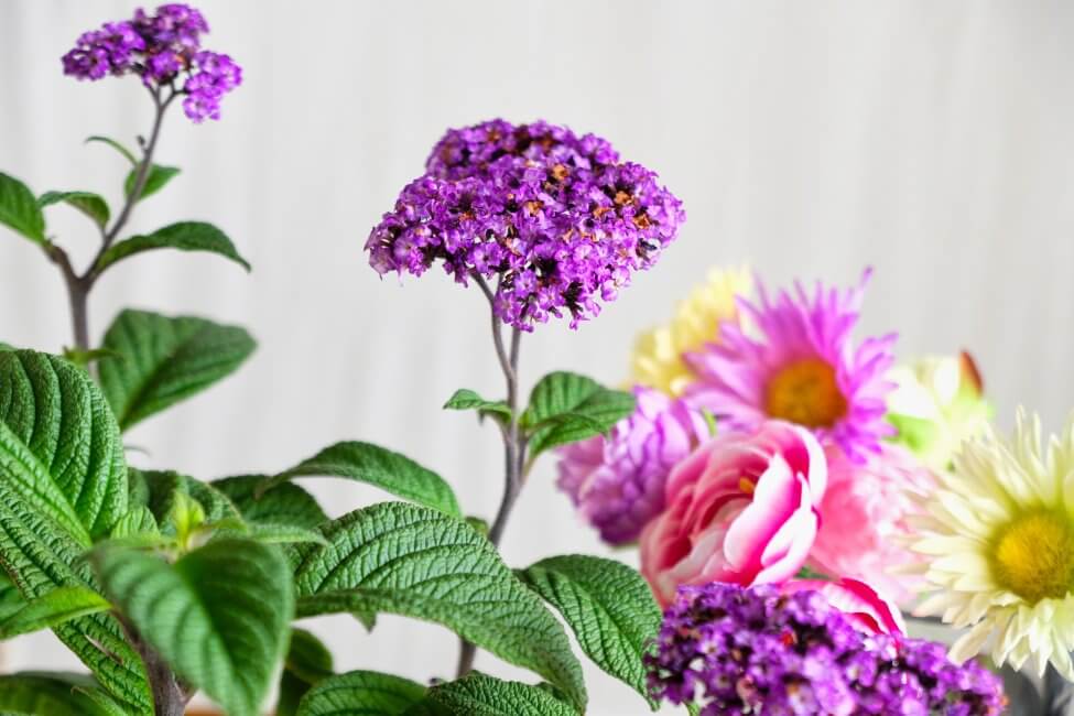 Signification et symbolisme de la fleur d'héliotrope