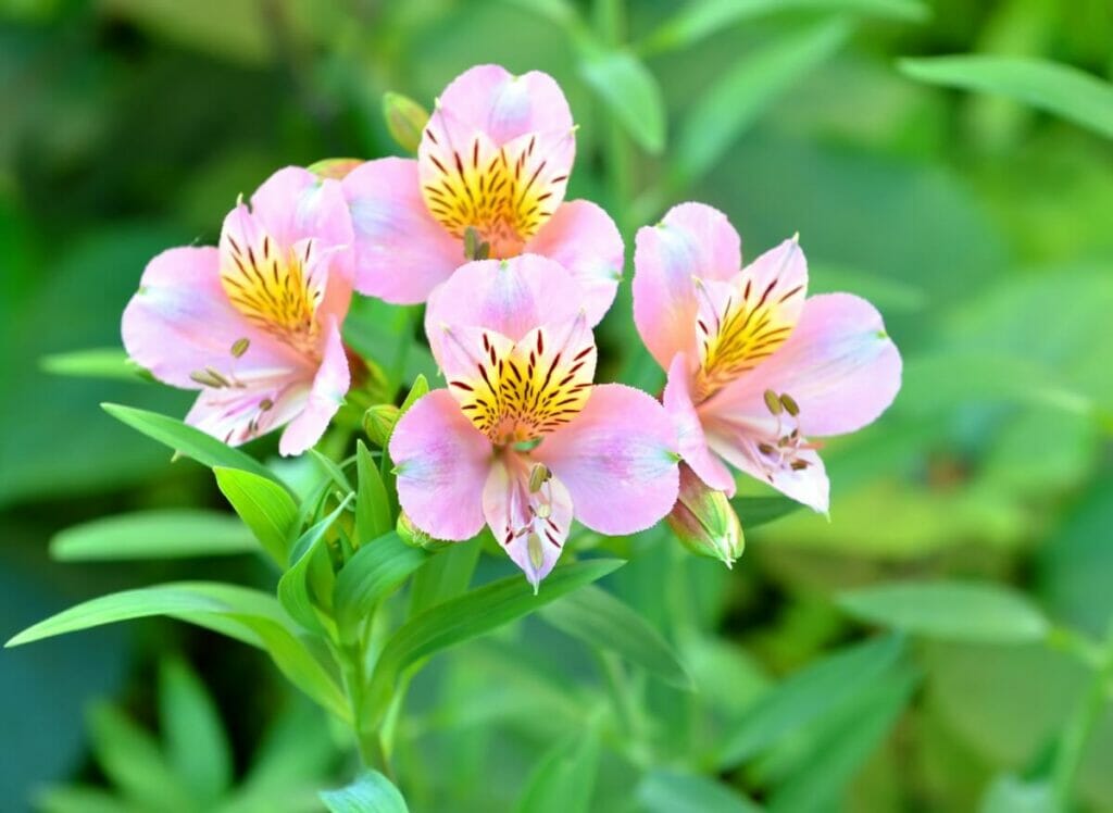 Histoire et origines des fleurs d'alstroemère