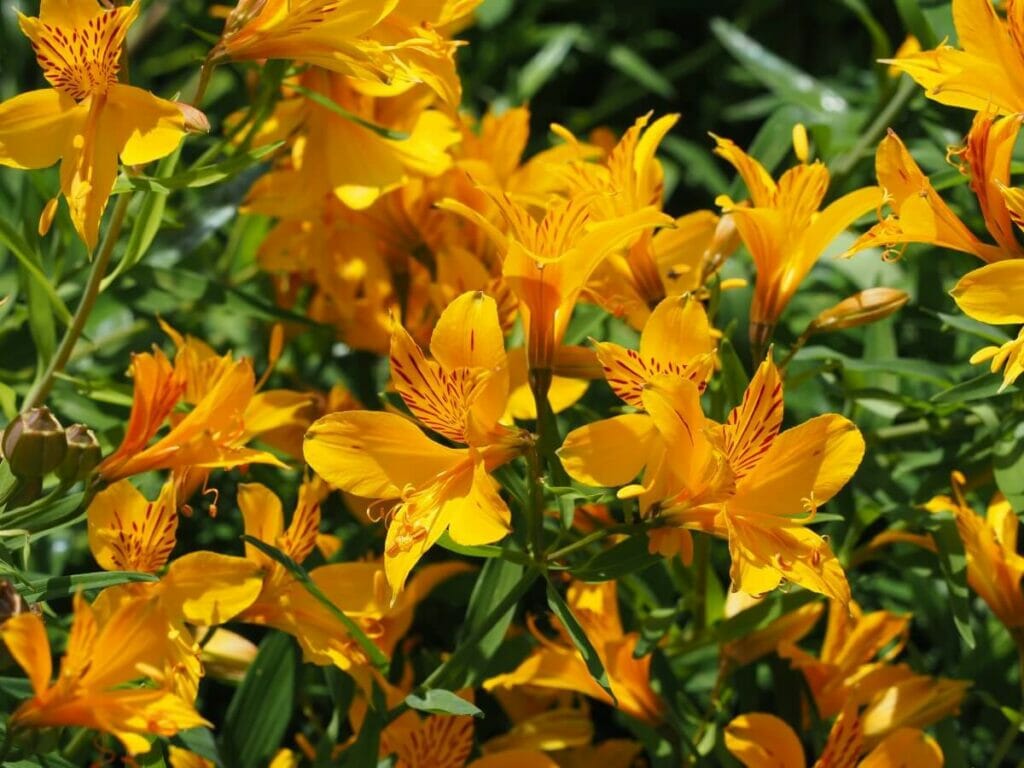 L'importance culturelle des fleurs d'alstroemère