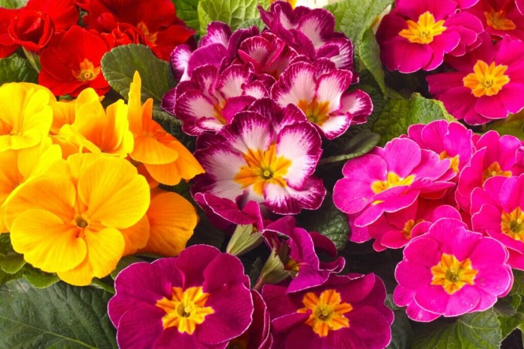 A propos de Primrose Flowers