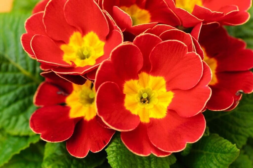 La signification, le symbolisme et l'importance culturelle des fleurs de primevère