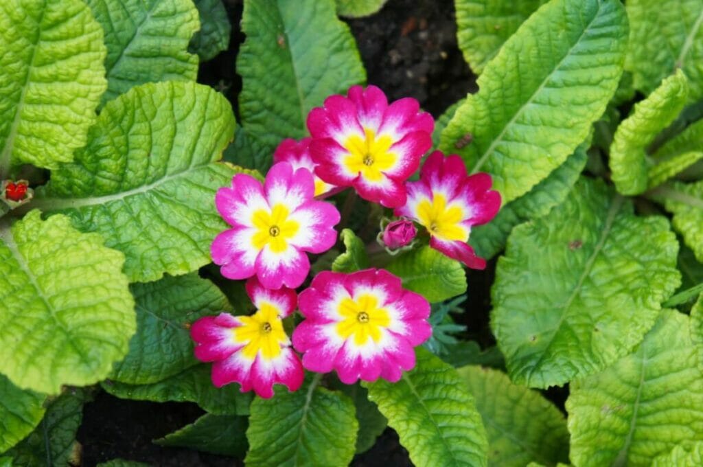 Types, espèces et cultivars populaires