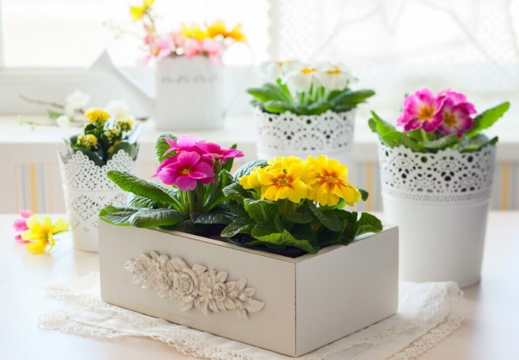 Occasions de cadeaux appropriées pour les fleurs de primevère