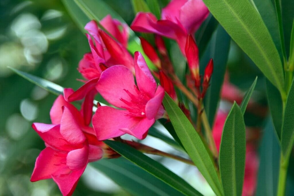 Types, espèces et cultivars populaires
