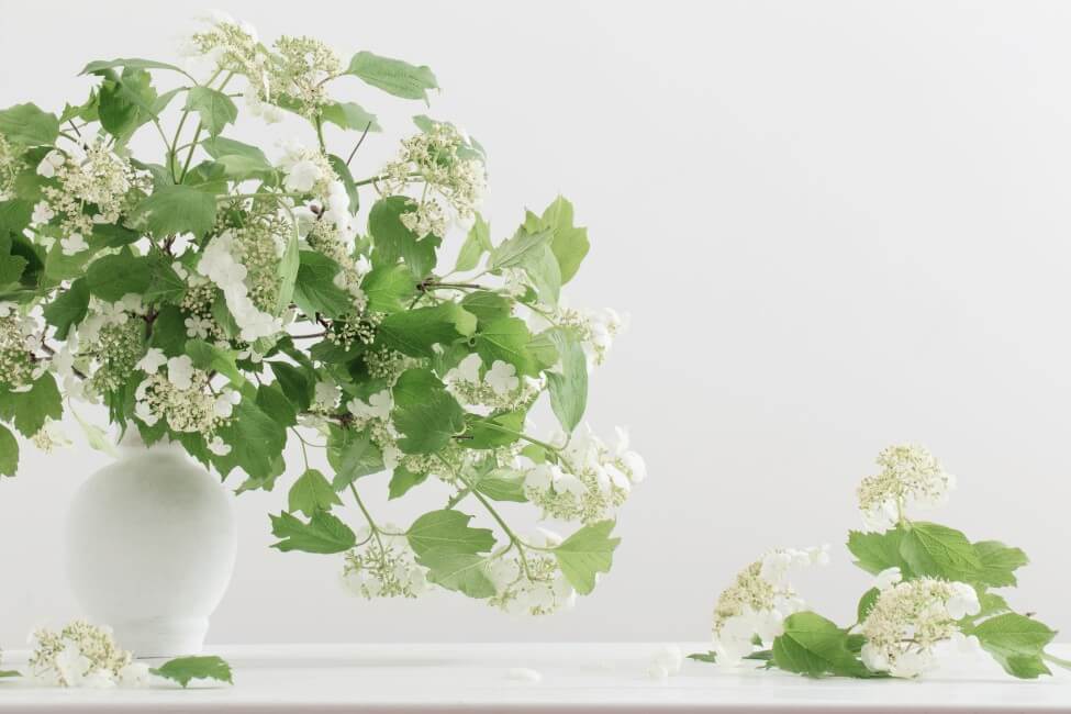 Comment prendre soin des fleurs de viorne fraîchement coupées